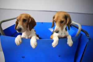 画像:ワンちゃんたち